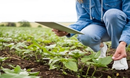 Weed Detection in Agriculture